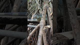 Spotting the Western Spinytailed Iguana in its Natural Habitat A Mangrove Marvel” 🦎🌿 wildlife [upl. by Ahsehyt123]