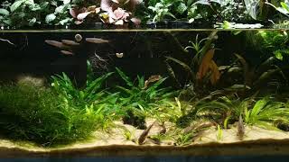 Splash tetras Copella arnoldi and bronze corys Corydoras aeneus in 150l riparium [upl. by Rosane]