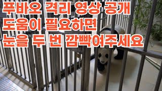 푸바오 최신 중국 격리 영상 공개  도움이 필요하면 눈을 두 번 깜빡여주세요 [upl. by Navad]