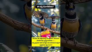 So beautiful birds 😍kannada viralvideo shortvideo shorts ytshorts [upl. by Tonnie597]