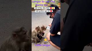 Bandar aya langur 🐒viralvideo shots tending monkey [upl. by Ennahs]