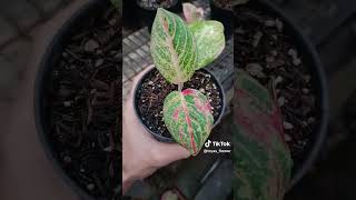 Aglaonema asri merah😍❗❗shortvideo plants automobile indoorplant aglaonema tanamanhias [upl. by Fondea]