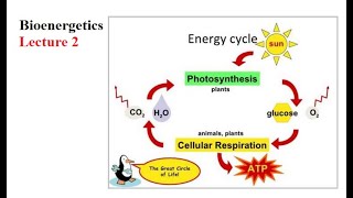 Bioenergetics and Free energy Lecture 2 [upl. by Aneger]