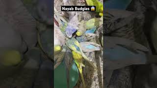 Nayab Budgies ❤️❤️ budgies budgiegar birds budgiesworld parrot [upl. by Alit307]