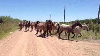 Parte de la caballada de Animales Sin Hogar camino al nuevo campo arrendado 27 de enero 2013 [upl. by Kylynn]