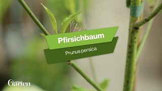 Pfirsichbaum Tipps zur Pflanzung und Pflege [upl. by Ahsilram]