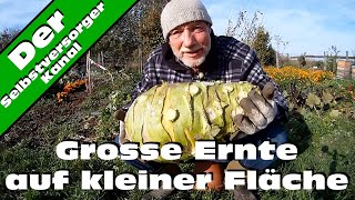 Grosse Ernte auf kleiner Fläche Kohlrabi Superschmelz [upl. by Emylee]