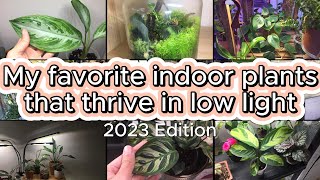 My favorite indoor plants that thrive in low light  2023 Edition [upl. by Ronoc]