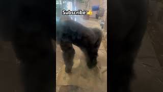 Zoo Higashiyama Nagoya Gorilla ゴリラ🦍🦍🦍♥️ [upl. by Akemot]