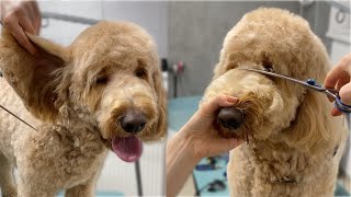 Goldendoodle full Grooming vertical video [upl. by Rdnaskela]