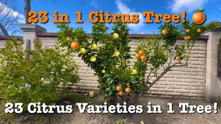 23 Citrus Varieties in 1 tree  Multigrafted Citrus Tree [upl. by Nancee]