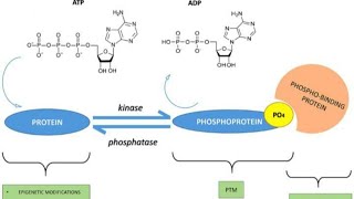 phosphorylation in urdu  what is Phosphorylation [upl. by Emelin]