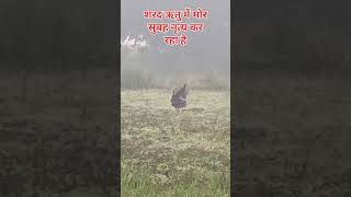 Nache nagin gali gali songsong like viralvideo hindisong short [upl. by Martguerita]