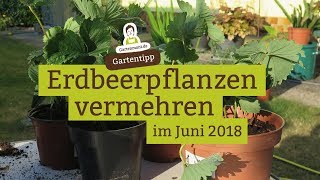 Erdbeeren selbst vermehren Ableger ziehen [upl. by Nnaynaffit]