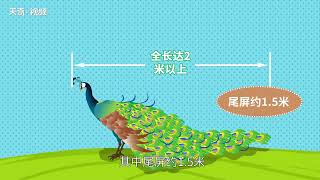 孔雀開屏是公的還是母的 什么情況下孔雀會開屏 [upl. by Wie]