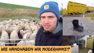 Wie handhaben wir Moderhinke  DEICHVLOG 33 [upl. by Ecnahoy765]