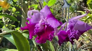 MY ORCHIDS THIS SPRING Australian Dendrobiums Cattleya Orchid Hybrids [upl. by Enehs]