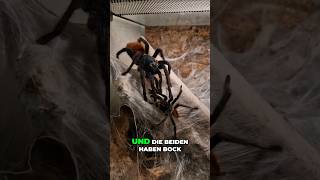 Review der Chromatopelma cyaneopubescens Verpaarung shorts green blue orange spiderlove reels [upl. by Annahsad]