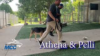 Dog Training  MCC Obedience Bootcamp Update Video 08122024 [upl. by Alesiram65]