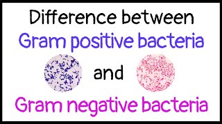 Difference between Gram positive and Gram negative bacteria [upl. by Lavern]