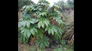 Tetrapanax papyrifer Steroidal Giant [upl. by Durr]