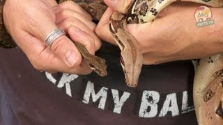 Reptil TV  Folge 52  Abgottschlange  Boa c constrictor  Boa c imperator  Teil 1 [upl. by Accebar]