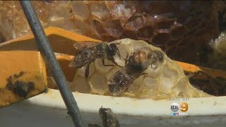 Son Says Mom Will Survive Africanized Bee Swarm Attack [upl. by Amanda]