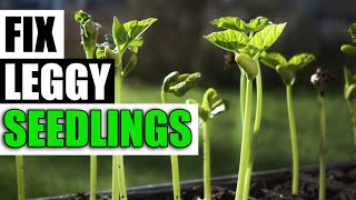 3 Ways To Fix Leggy Seedlings  Garden Quickie Episode 125 [upl. by Mann633]