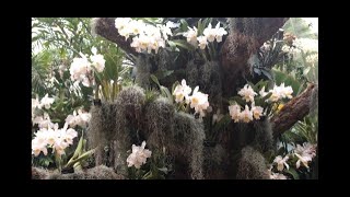 MISSOURI BOTANICAL GARDEN ORCHID SHOW SPRING 2019 [upl. by Mendy]