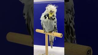 Exhibition budgie Breed by huseyin Guler exhibition birds budgies budgis exhibitionbudgerigar [upl. by Aden]