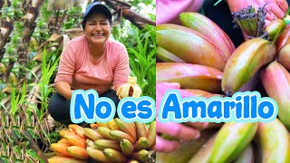 Descubre el platano EXÓTICO de mi querida Amazonía  De Morado a Rojo [upl. by Aerbma]