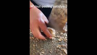 Walnut peeling satisfying simple wayviral youtubeshorts shortvideo trending shortsfeed shorts [upl. by Drucy561]