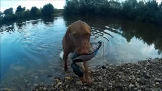 THE VIZSLA  Shorthaired and wirehaired Hungarian Vizsla [upl. by Annoyek]