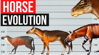 The Evolution of Horse  By Years [upl. by Roldan]