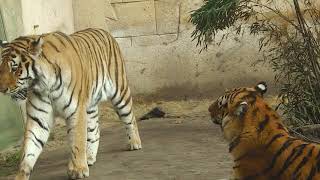 Zoo Hannover Sibirische Tiger Aljoscha und Alexa  Eisbär Nanuq  Leopard Julius [upl. by Zaob413]