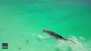 Swimmers Approach Whale Spotted Dangerously Close to Shore [upl. by Yrelle566]