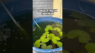 Criação de peixe em caixa daguapeixeaquarismolagopiscinacaixadaguapescalambaritilapiaacara [upl. by Illehs]