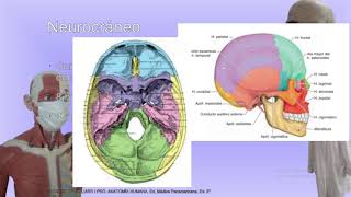 clasecita 3 huesos del craneo [upl. by Leff]
