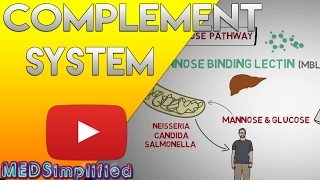 Complement System Made Easy Immunology Classical Alternate amp Lectin pathway [upl. by Aryaz]