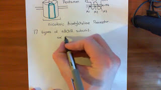 Introduction to Nicotinic Acetylcholine Receptors Part 1 [upl. by Anialeh]