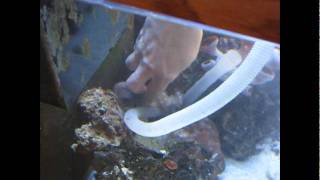 LittleBit  Octopus Vulgaris Tank Cleaning [upl. by Hulen241]