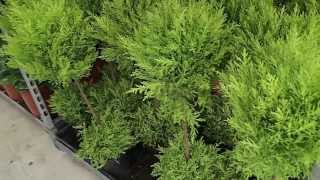 Cupressus macrocarpa ´Gold Crest´ [upl. by Fording]