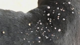 How we remove ticks from dog body [upl. by Callie]