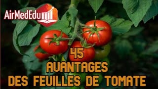 45 Avantages des Feuilles de Tomate [upl. by Nickolas]