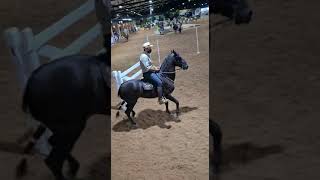 ‼️CAVALO DE ESPORTE E MARCHADOR AMULETO DE ATIBAINHAHARAS FEIRAUTO‼️ [upl. by Aserehs]