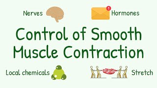 What Controls Smooth Muscles Activities Nervous amp Hormonal Control of Smooth Muscle Contraction [upl. by Arela]