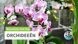 Alles over Orchideeën [upl. by Alinna]