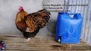 Goldenlaced Orpington Giant chicken Philippines [upl. by Resaec]