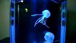 Acuario de medusas led [upl. by Chrissie827]