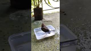 Munia Bird Bathing Natures Delight BirdBath NatureLovers MuniaMagic BirdWatching Shorts [upl. by Etiuqal]